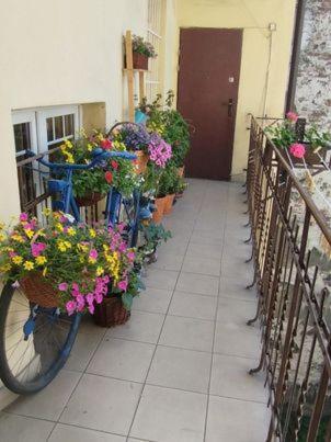 Miodowa Appartement *